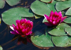 Lotus Flower - Seattle Acupuncturist